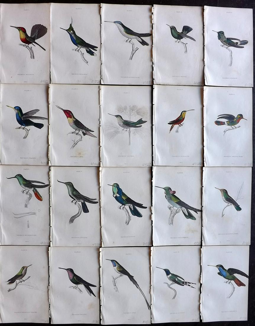 Jardine, William C1840 Lot of HC 20 Hummingbird Prints (1 of 6)