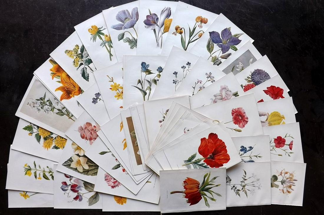 Hulme, Edward C1900 Lot of 80 Botanical Prints (1 of 10)