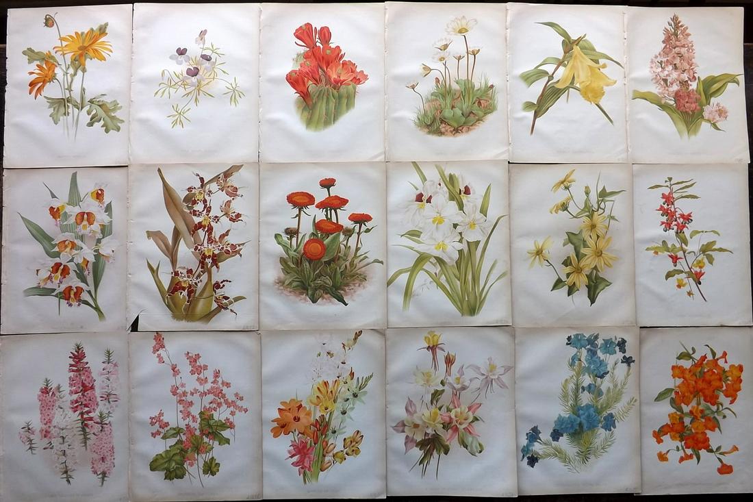 The Garden 1882-84 Lot of 18 Botanical Prints: Chromolithographs Published 1872-1927, London for "The Garden. An Illustrated Weekly Journal of Horticulture in all its Branches" Edited by William Robinson and others. Paper Size: 11.5 x 9 inch (29 x