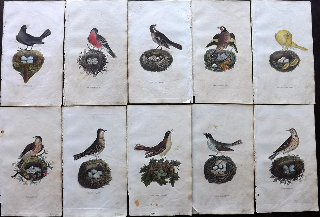 Shaw, Simeon 1823 Lot of 10 Hand Col Bird & Nest Prints: Hand Colored Copper Plate Published 1823, London for "Nature Displayed in the Heavens, and on the Earth" by Simeon Shaw. Paper Size: 8 x 4.5 inch (20 x 12cm) Some background toning, images fine