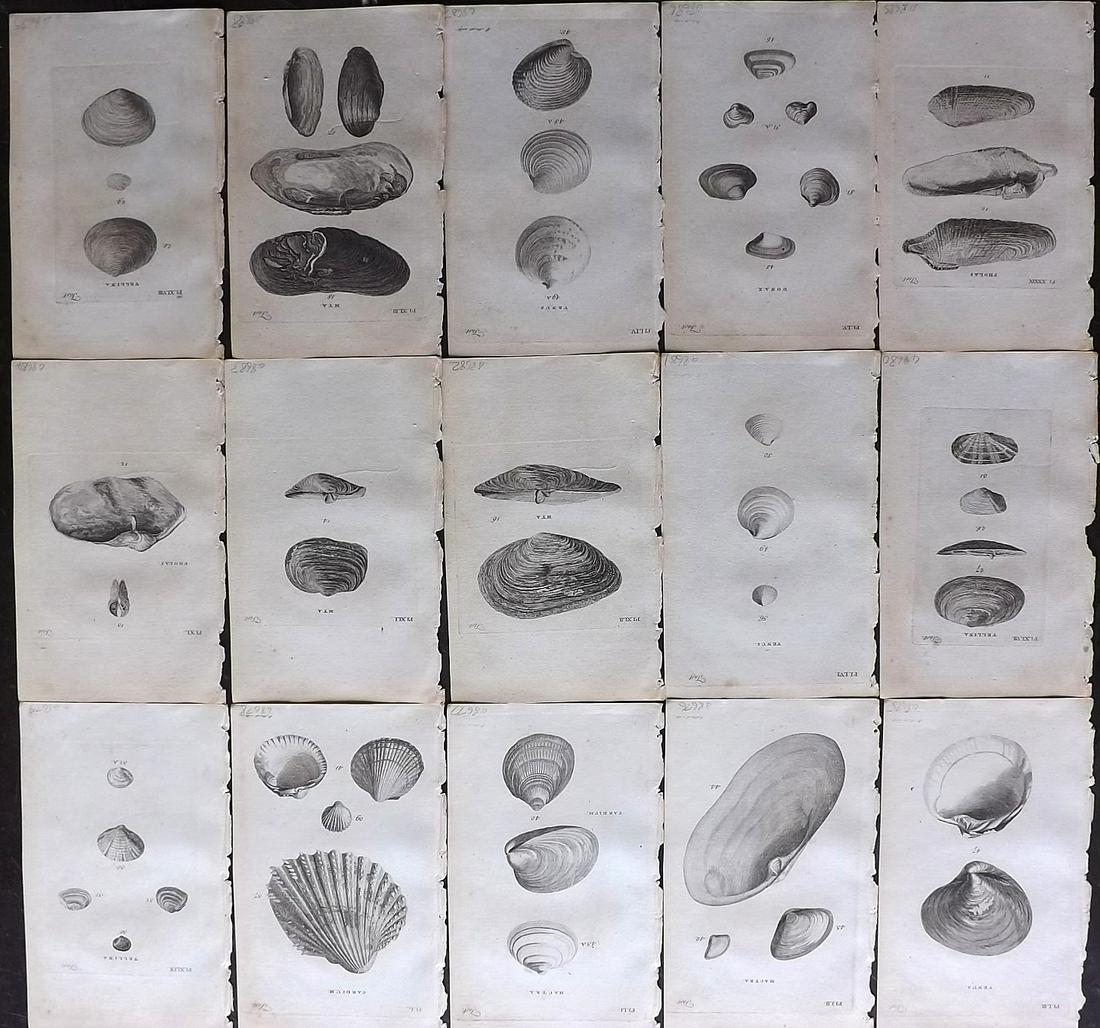 Pennant, Thomas 1776 Lot of 15 Antique Shell Prints: Copper Plates Published 1776-77, London for "British Zoology" by Thomas Pennant. Paper Size: 8 x 5 inch (21 x 13cm) Minor background toning in parts. Good Condition