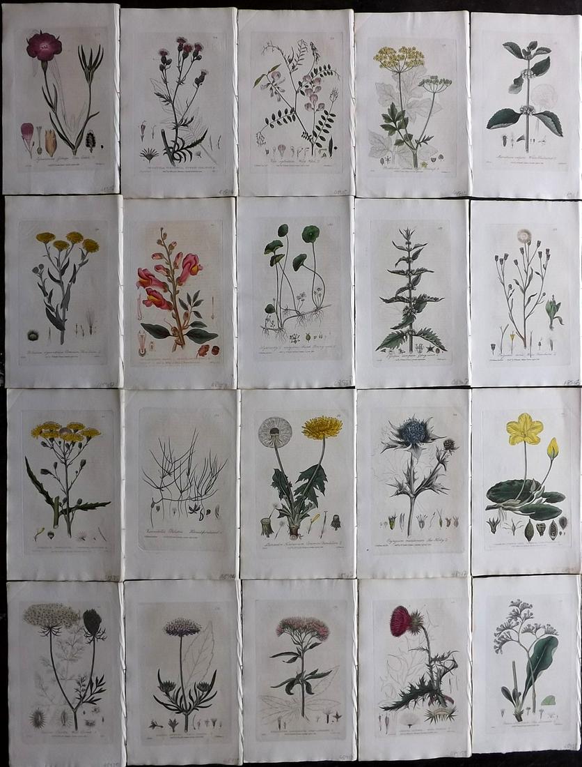 Baxter, William 1836 Lot of 20 Hand Col Botanical (1 of 7)