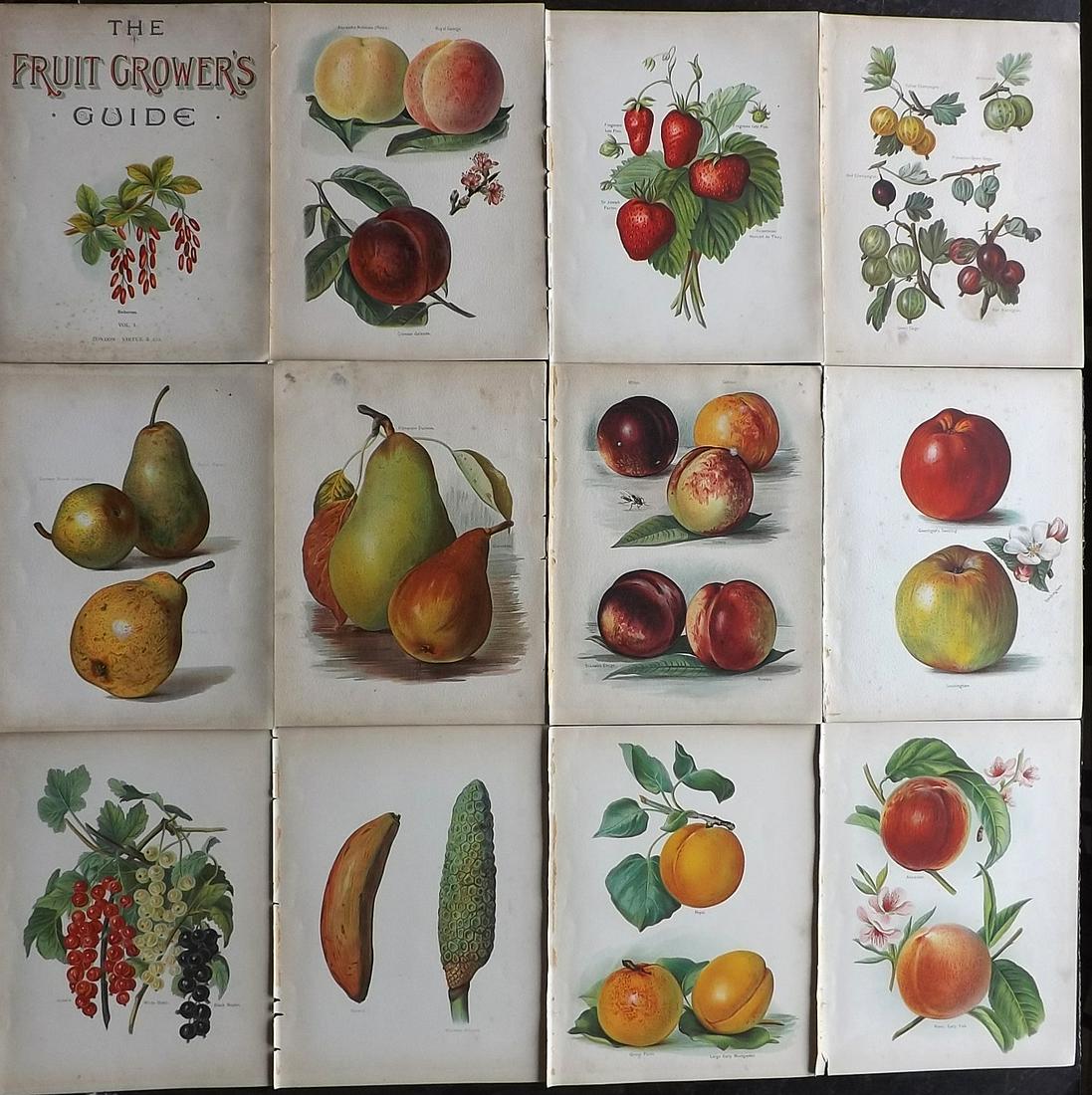 Wright, John 1890's Lot of 12 Fruit Prints. First (1 of 5)