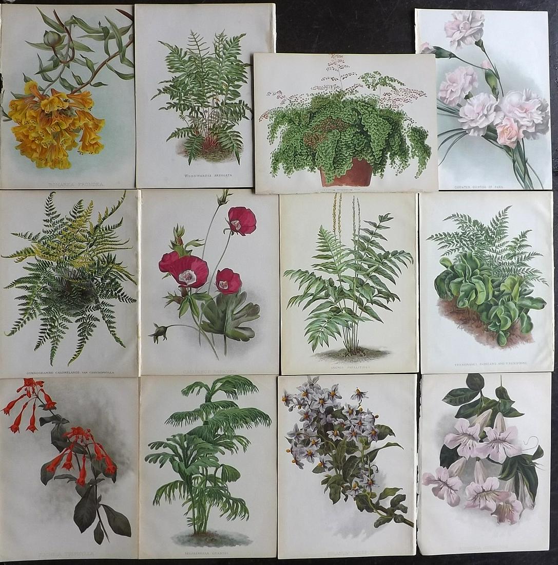 Nicholson, George C1890 Lot of 12 Botanical Prints (1 of 5)