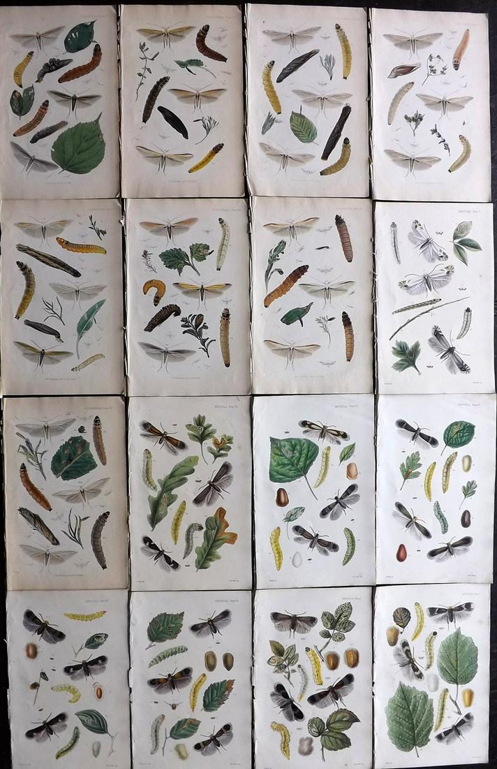 Stainton, Henry 1855 Lot of 16 Hand Col Moth Prints (1 of 5)