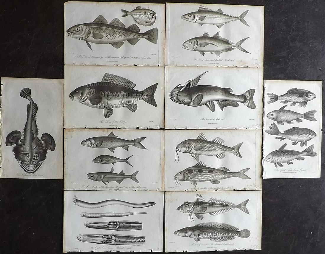 Linnaeus & Bloch 1795 Lot of 10 Antique Fish Prints (1 of 4)