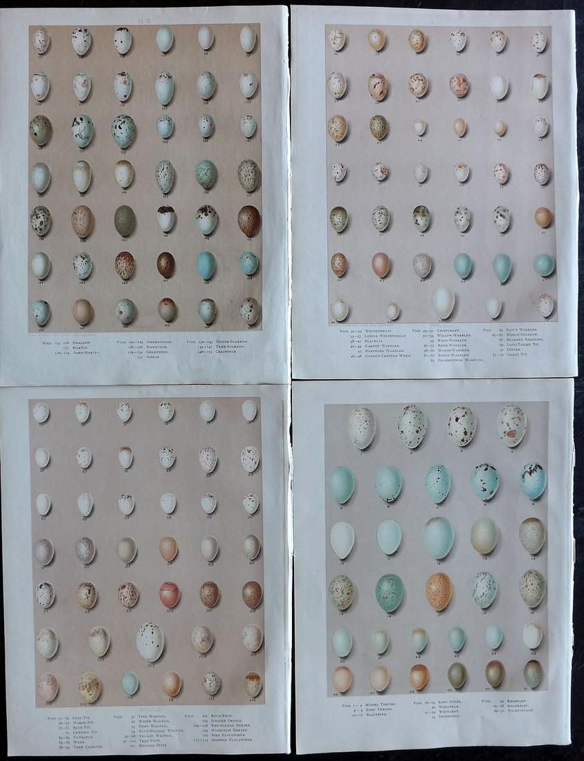 Butler & Frohawk 1908 Lot of 4 Bird Egg Prints (1 of 2)