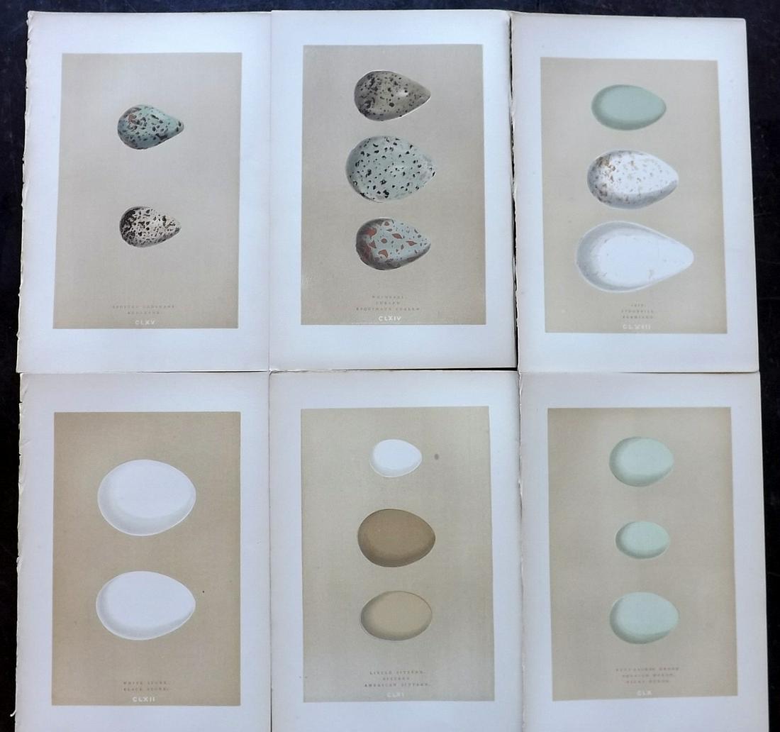 Morris, Francis 1896 Lot of 6 Antique Bird Egg Prints (1 of 2)
