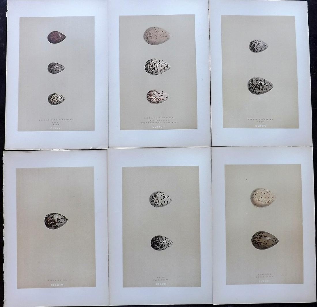 Morris, Francis 1896 Lot of 6 Antique Bird Egg Prints (1 of 2)