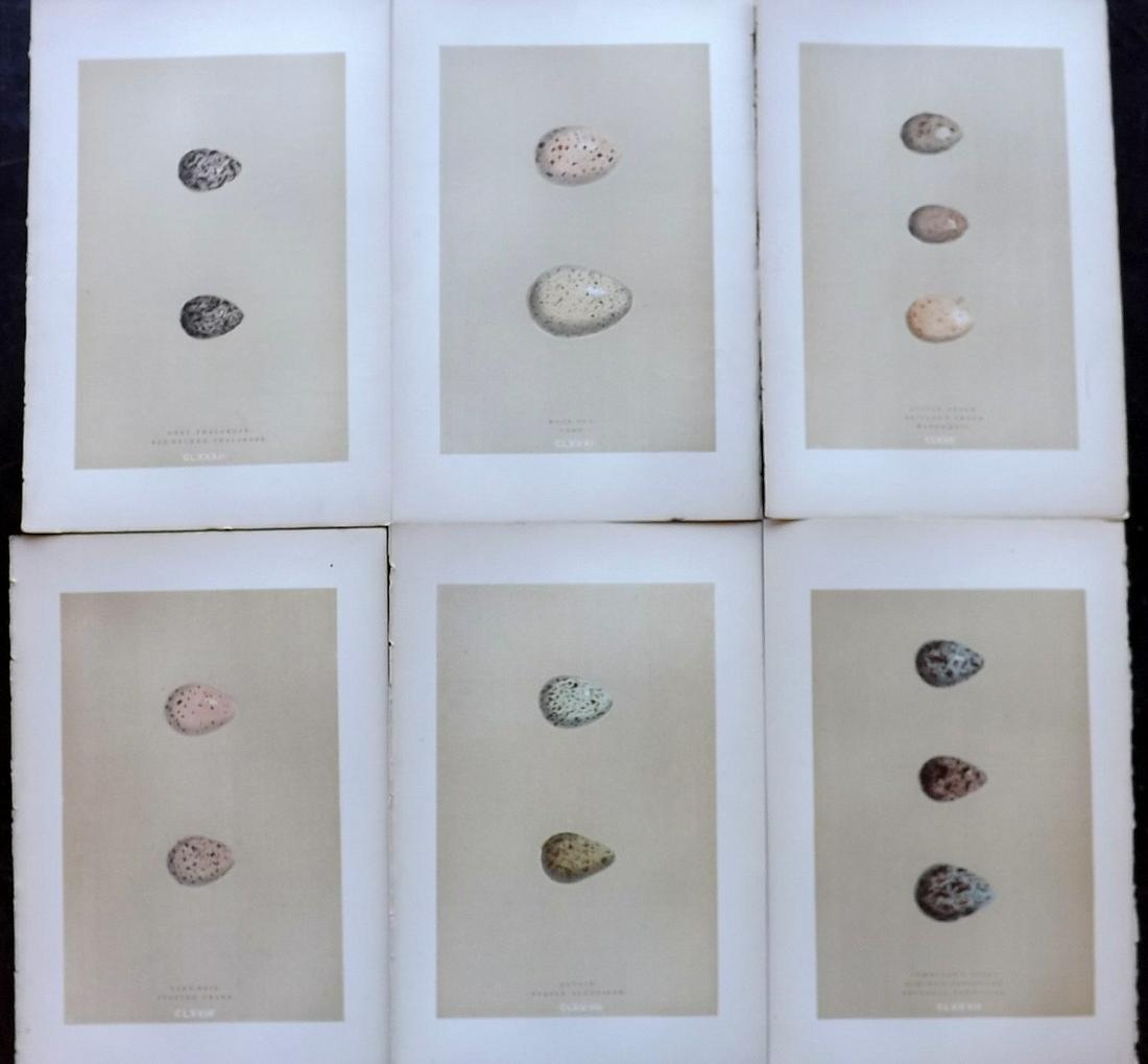 Morris, Francis 1896 Lot of 6 Antique Bird Egg Prints (1 of 2)