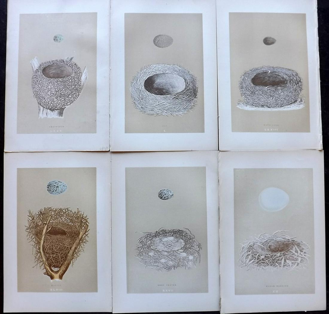 Morris, Francis 1896 Lot of 6 Antique Bird Nest Prints (1 of 2)