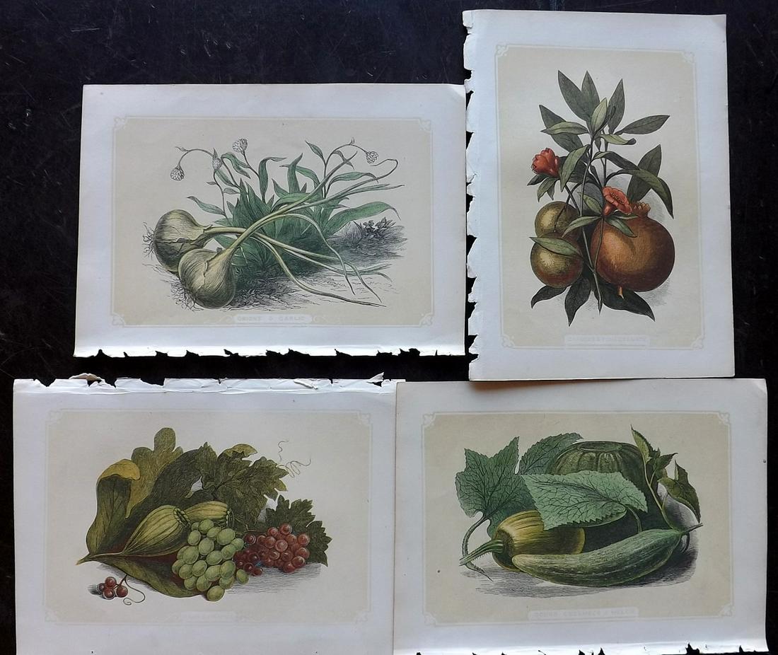 Bicknell, W. I. 1851 Lot of 4 Fruit & Vegetable Prints (1 of 2)