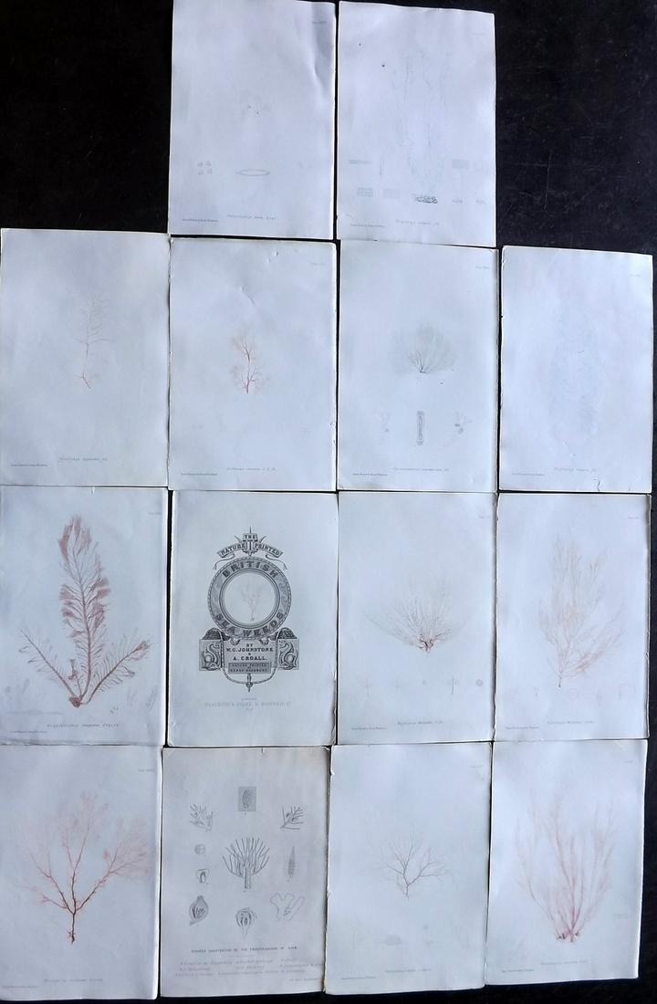 Bradbury, Henry 1859 Lot of 14 Seaweed Prints (Faults): Nature Printed Electrotypes Published 1859, by Henry Bradbury, London for "The Nature-Printed British Sea-Weeds" by William Grosart Johnstone and Alexander Croall. Paper Size: 9.5 x 6 inch (24 x 15cm)