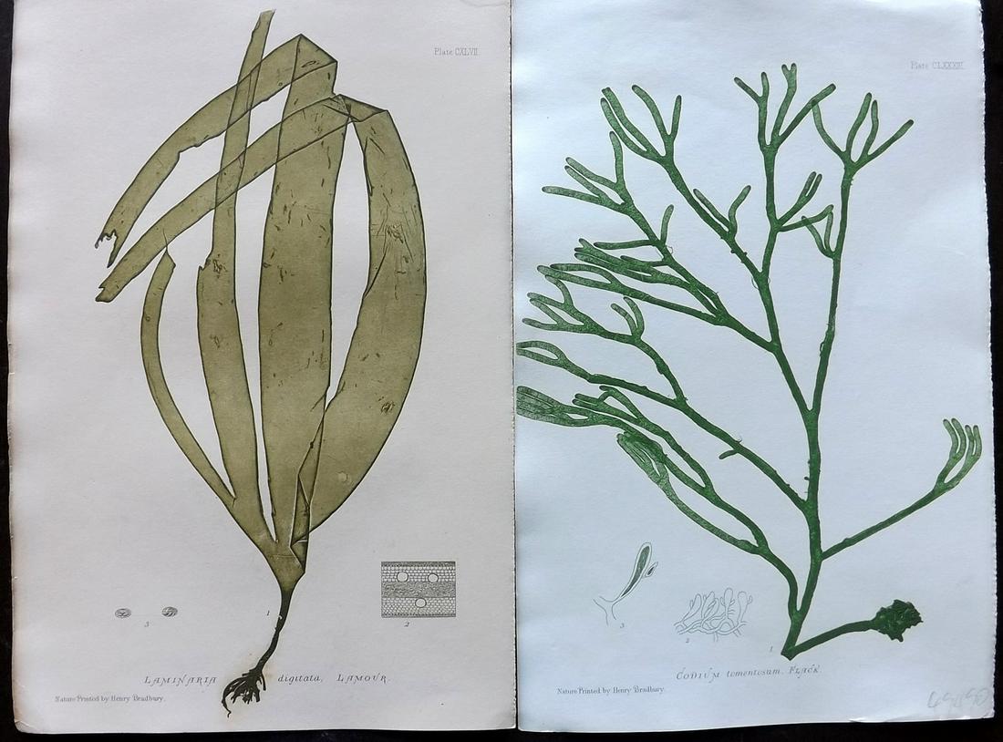 Bradbury, Henry 1859 Pair of Green Seaweed Prints: Nature Printed Electrotypes Published 1859, by Henry Bradbury, London for "The Nature-Printed British Sea-Weeds" by William Grosart Johnstone and Alexander Croall. Paper Size: 9.5 x 6 inch (24 x 15cm)