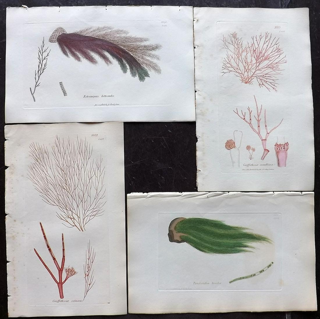 Sowerby, James 1846 Lot of 4 Hand Col Seaweed Prints: Full Hand Colored Etchings Published London, 1832-46 for "English Botany; or, Coloured Figures of British Plants…" Second Edition by James Sowerby and Edward Smith. Paper Size: 9 x 5.5 inch (23 x 14