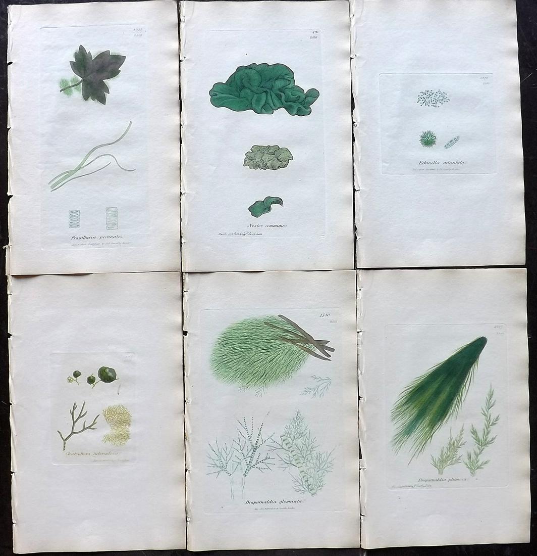 Sowerby, James 1846 Lot of 6 Hand Col Seaweed Prints: Full Hand Colored Etchings Published London, 1832-46 for "English Botany; or, Coloured Figures of British Plants…" Second Edition by James Sowerby and Edward Smith. Paper Size: 9 x 5.5 inch (23 x 14