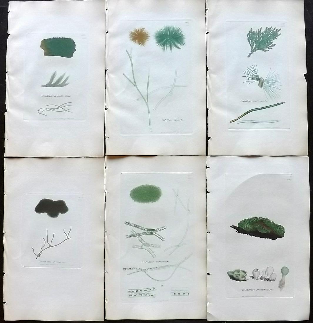 Sowerby, James 1846 Lot of 6 Hand Col Seaweed Prints: Full Hand Colored Etchings Published London, 1832-46 for "English Botany; or, Coloured Figures of British Plants…" Second Edition by James Sowerby and Edward Smith. Paper Size: 9 x 5.5 inch (23 x 14