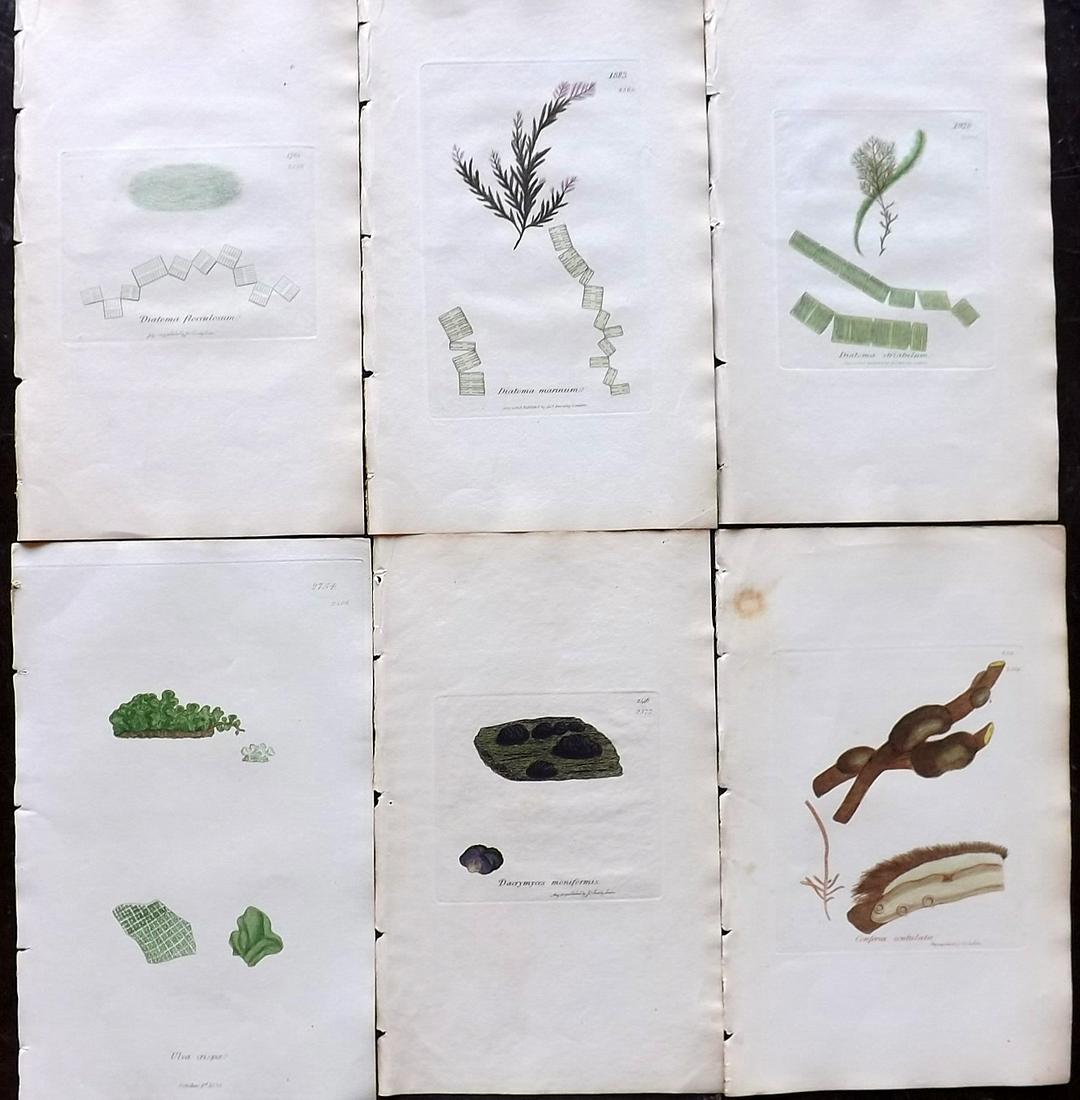 Sowerby, James 1846 Lot of 6 Hand Col Seaweed Prints: Full Hand Colored Etchings Published London, 1832-46 for "English Botany; or, Coloured Figures of British Plants…" Second Edition by James Sowerby and Edward Smith. Paper Size: 9 x 5.5 inch (23 x 14