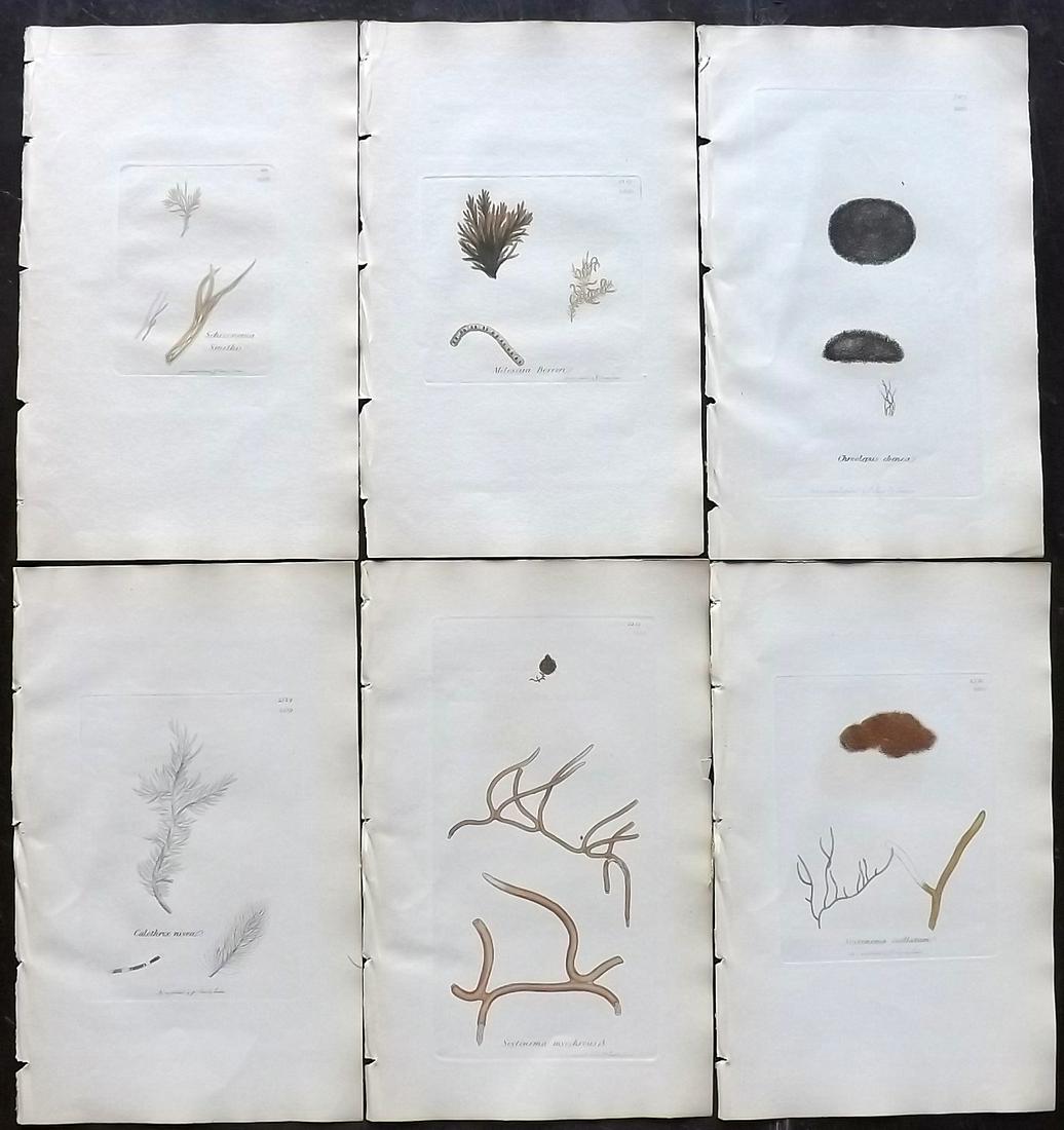 Sowerby, James 1846 Lot of 6 Hand Col Seaweed Prints: Full Hand Colored Etchings Published London, 1832-46 for "English Botany; or, Coloured Figures of British Plants…" Second Edition by James Sowerby and Edward Smith. Paper Size: 9 x 5.5 inch (23 x 14