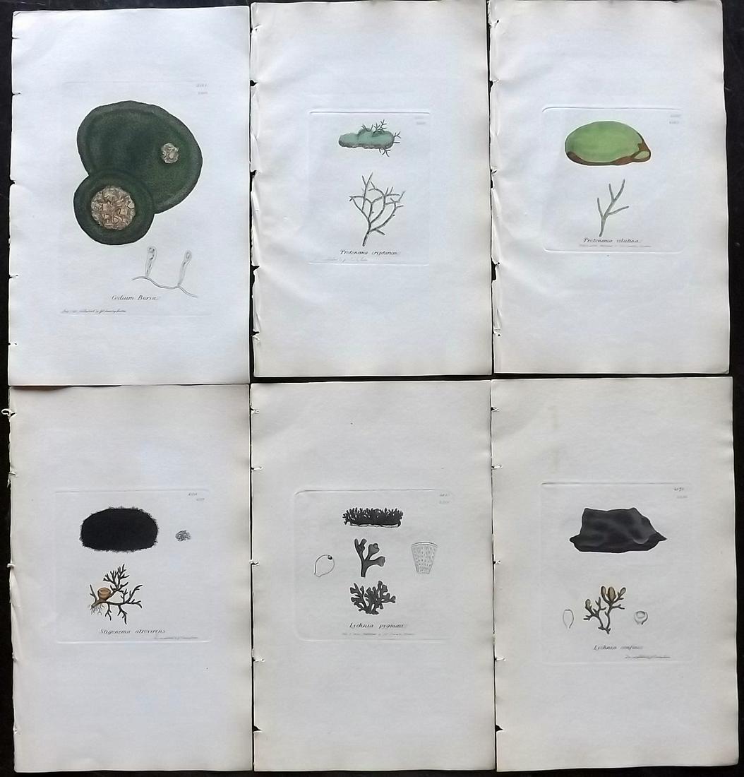 Sowerby, James 1846 Lot of 6 Hand Col Seaweed Prints: Full Hand Colored Etchings Published London, 1832-46 for "English Botany; or, Coloured Figures of British Plants…" Second Edition by James Sowerby and Edward Smith. Paper Size: 9 x 5.5 inch (23 x 14