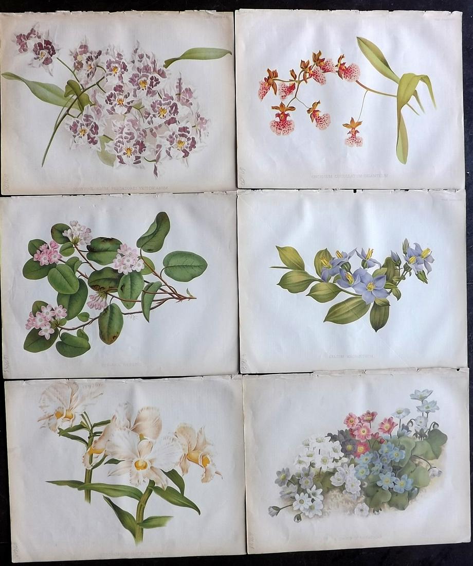 The Garden 1882 Lot of 6 Botanical Prints: Chromolithographs Published 1872-1927, London for "The Garden. An Illustrated Weekly Journal of Horticulture in all its Branches" Edited by William Robinson and others. Paper Size: 11.5 x 9 inch (29 x
