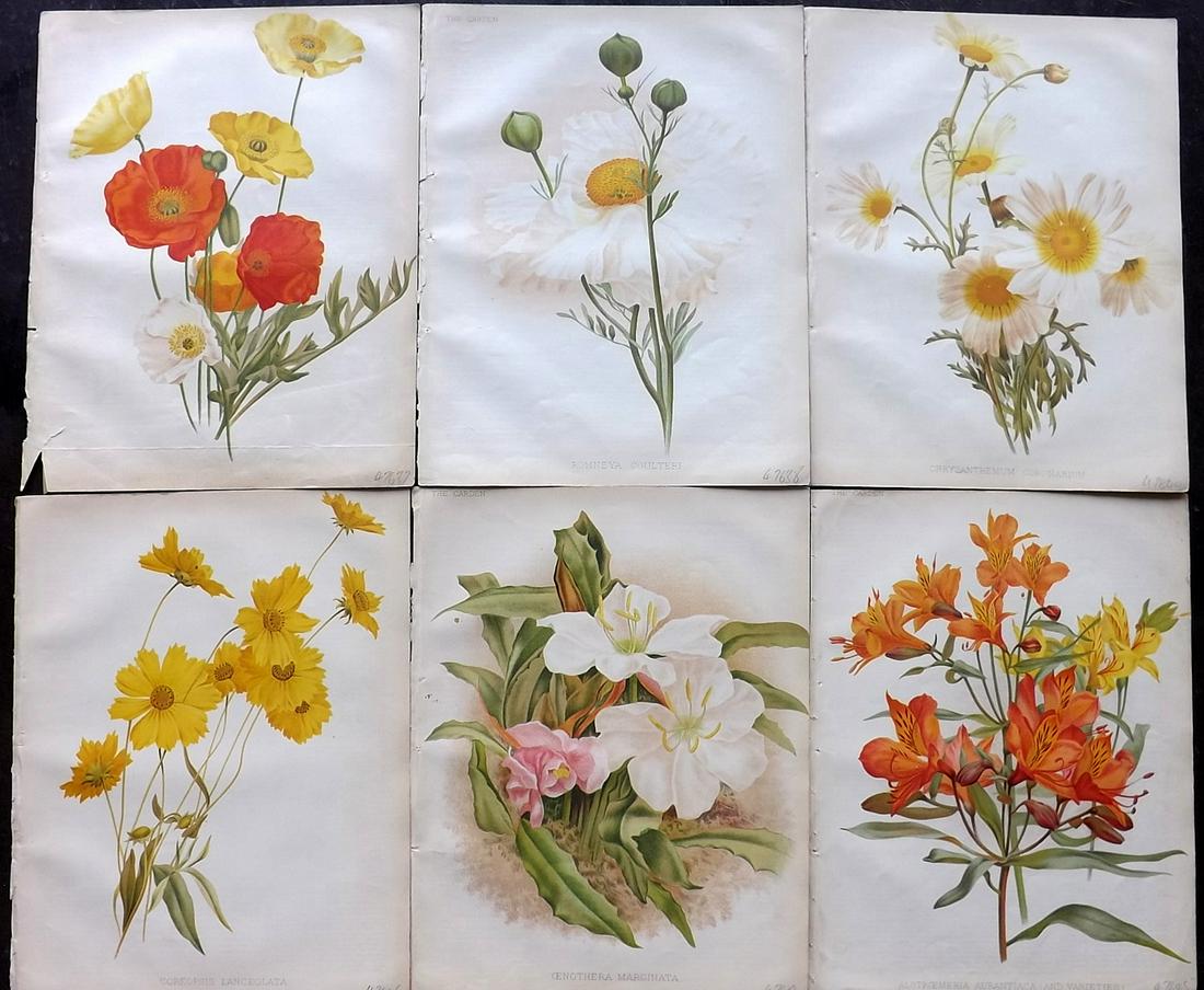 The Garden 1884 Lot of 6 Botanical Prints: Chromolithographs Published 1872-1927, London for "The Garden. An Illustrated Weekly Journal of Horticulture in all its Branches" Edited by William Robinson and others. Paper Size: 11.5 x 9 inch (29 x
