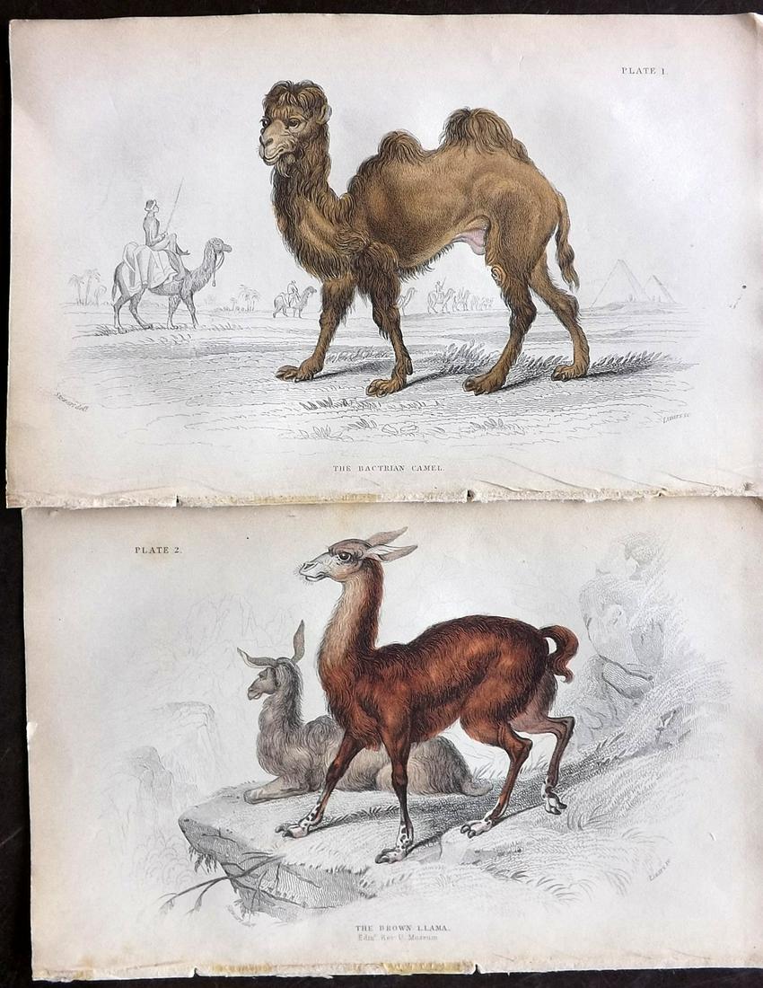 Jardine, William C1840 Pair of HC Prints. Camel, Llama (1 of 2)