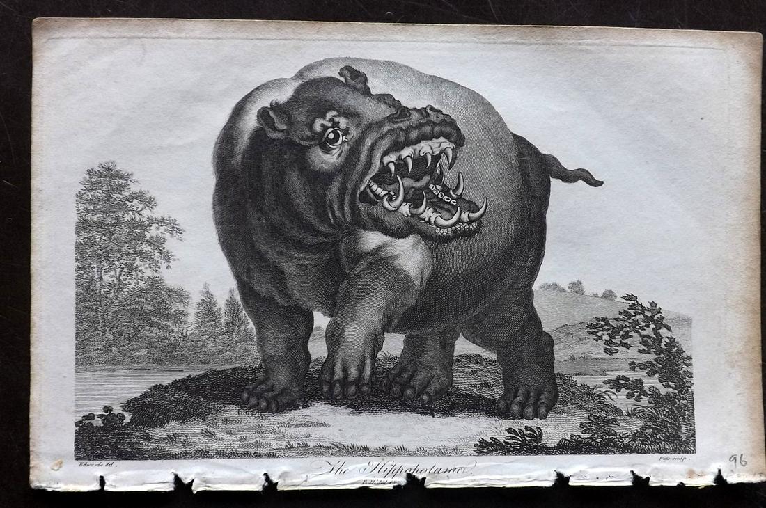 Linnaeus & George Edwards C1800 Print. The Hippo (1 of 2)