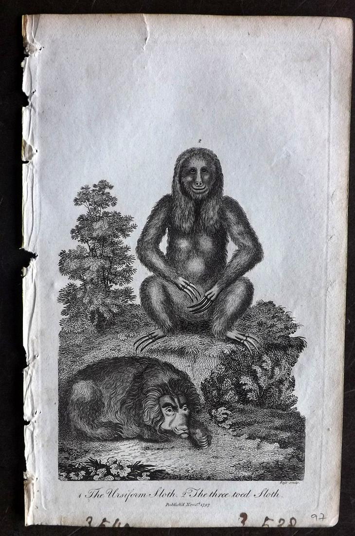 Linnaeus & Siblly C1800 Antique Print. Sloth: Copper Plate Published 1794-1810, London for "A Genuine and Universal System of Natural History" by Carl Linnaeus and Ebenezer Sibly. Illustrated after George Edwards, Bloch, Knorr, Buffon and others.