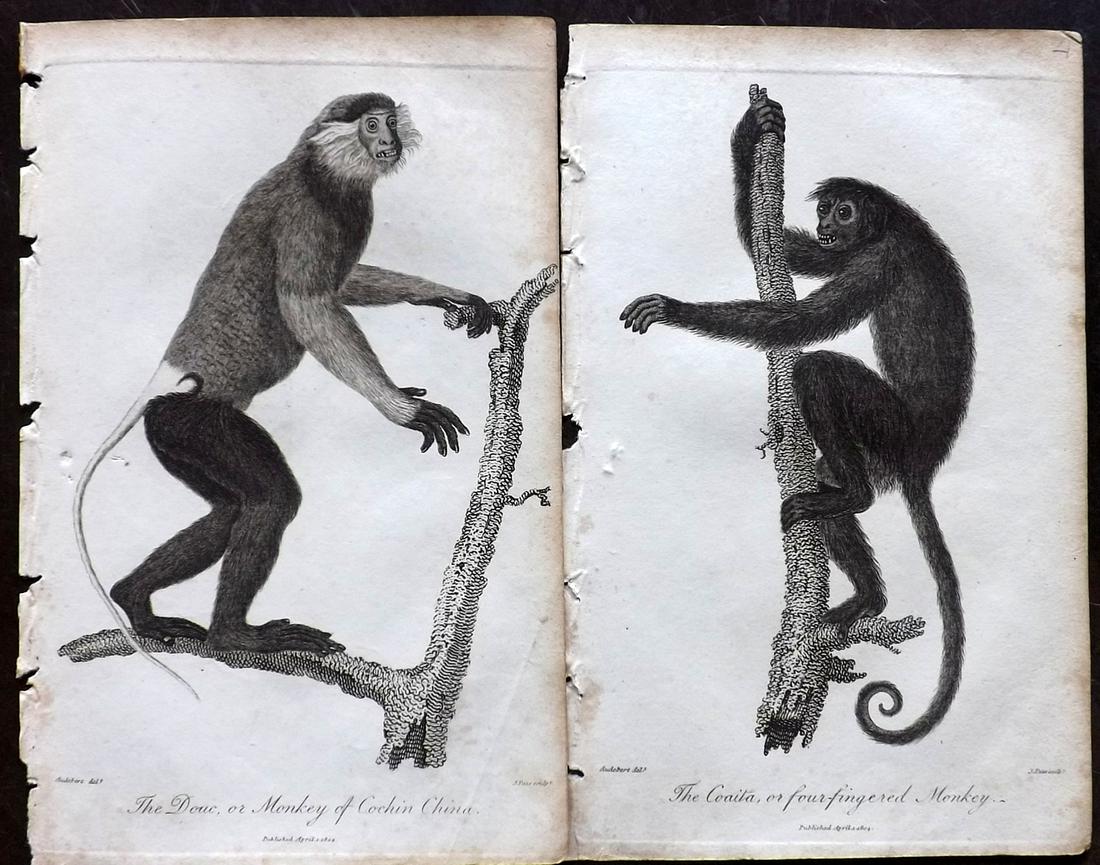 Linnaeus & Siblly C1800 Print. Pair of Monkey Prints (1 of 2)