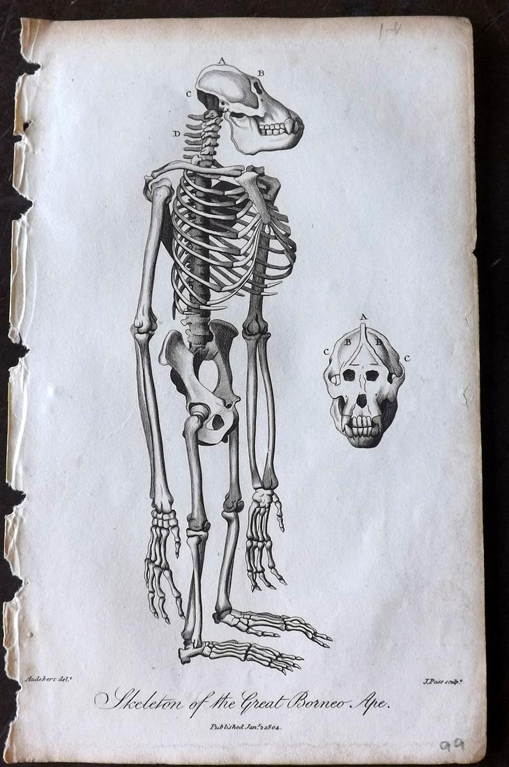 Linnaeus & Siblly C1800 Print. Skeleton of Borneo Ape: Copper Plate Published 1794-1810, London for "A Genuine and Universal System of Natural History" by Carl Linnaeus and Ebenezer Sibly. Illustrated after George Edwards, Bloch, Knorr, Buffon and others.
