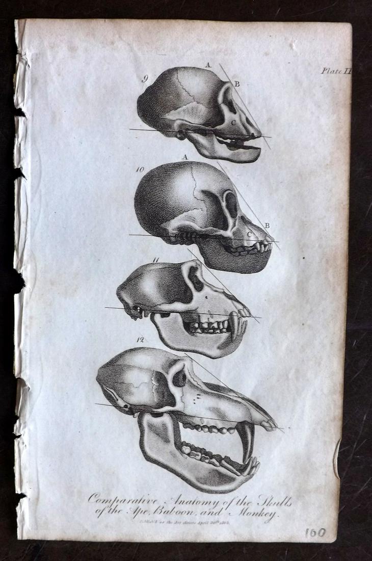 Linnaeus & Siblly C1800 Skulls of Ape, Baboon, Monkey (1 of 2)