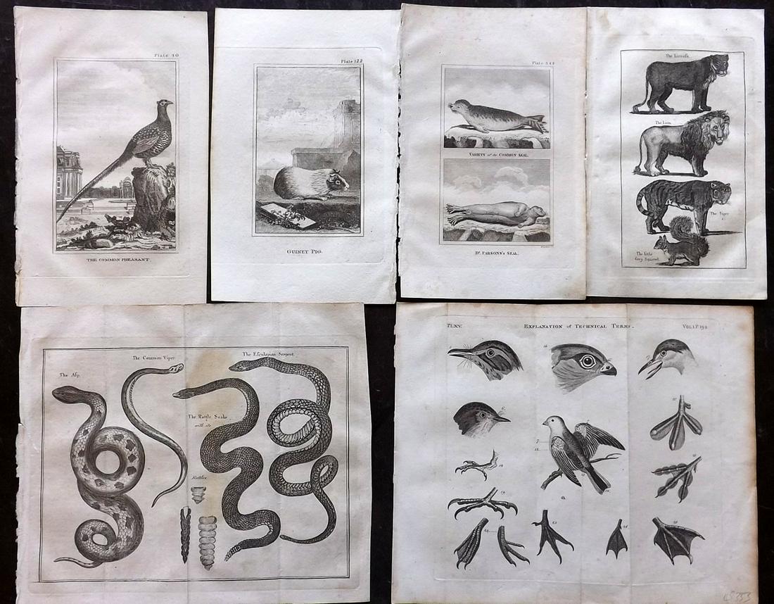 Natual History & Birds C1810 Lot of 6 Copper Plates: Examples by Buffon, Pennant and Lochhead. Paper Size: Up to 10 x 8.5 inch (25 x 22cm) Very minor toning to a couple. Good Condition