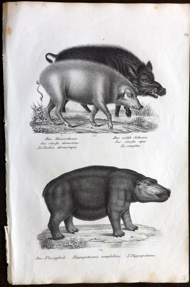 Schinz & Brodtmann 1827 Folio Print. Hippo, Pigs: Folio Lithograph Published Zurich 1827 for "Naturhistorische Abbildungen der Saeugethiere" by Heinrich Rudolph Schinz. Lithographed by Karl Joseph Brodtmann. Paper Size: 13 x 9.5 inch (33 x 24cm) Very
