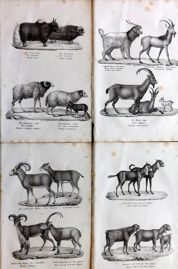 Schinz & Brodtmann 1827 Lot of 4 Prints. Sheep & Goats: Folio Lithographs Published Zurich 1827 for "Naturhistorische Abbildungen der Saeugethiere" by Heinrich Rudolph Schinz. Lithographed by Karl Joseph Brodtmann. Paper Size: 13 x 9.5 inch (33 x 24cm) Som