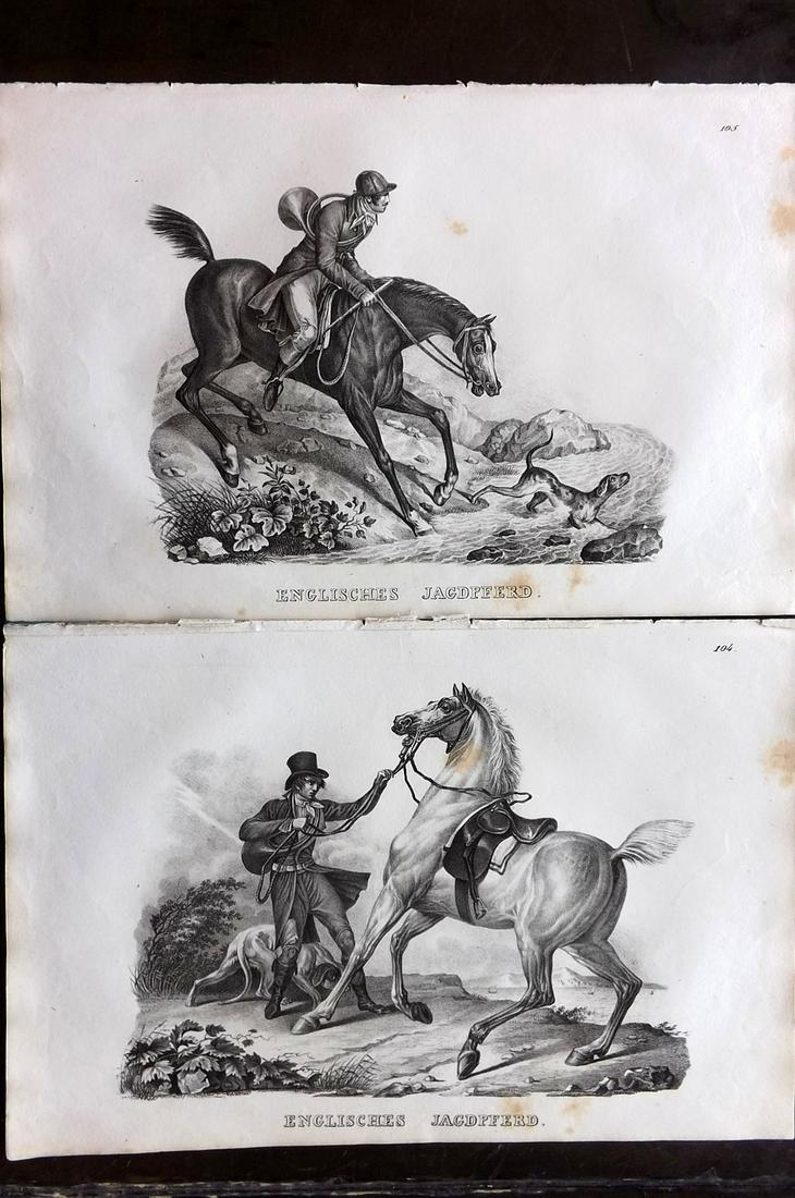 Schinz & Brodtmann 1827 Pair of Folio Prints. Horses: Folio Lithographs Published Zurich 1827 for "Naturhistorische Abbildungen der Saeugethiere" by Heinrich Rudolph Schinz. Lithographed by Karl Joseph Brodtmann. Paper Size: 13 x 9.5 inch (33 x 24cm) Som