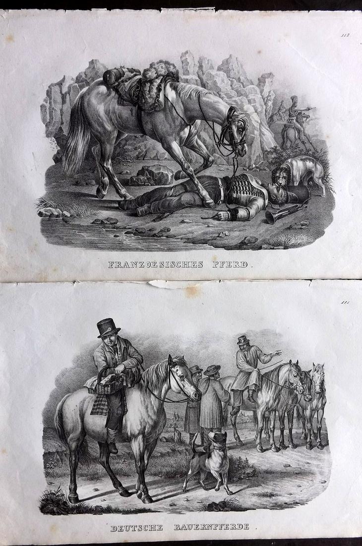 Schinz & Brodtmann 1827 Pair of Folio Prints. Horses: Folio Lithographs Published Zurich 1827 for "Naturhistorische Abbildungen der Saeugethiere" by Heinrich Rudolph Schinz. Lithographed by Karl Joseph Brodtmann. Paper Size: 13 x 9.5 inch (33 x 24cm) Som