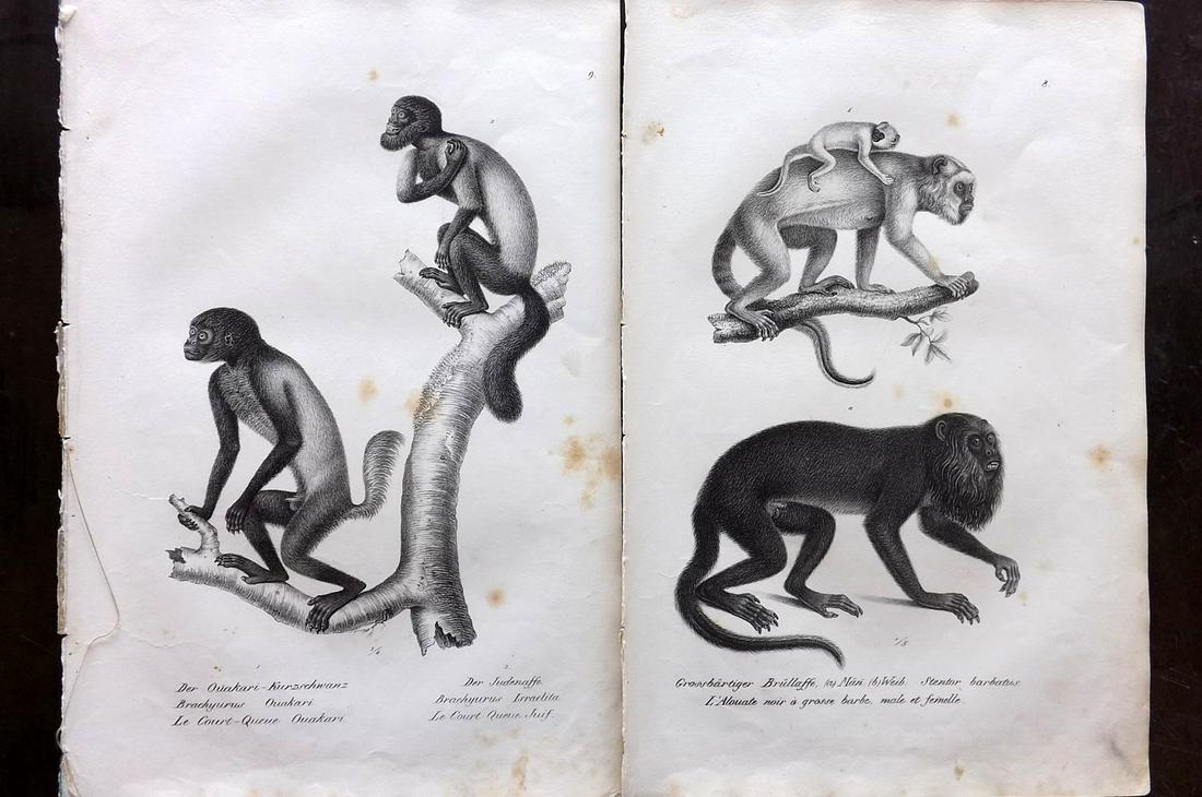Schinz & Brodtmann 1827 Pair of Folio Prints. Monkeys: Folio Lithographs Published Zurich 1827 for "Naturhistorische Abbildungen der Saeugethiere" by Heinrich Rudolph Schinz. Lithographed by Karl Joseph Brodtmann. Paper Size: 13 x 9.5 inch (33 x 24cm) Som