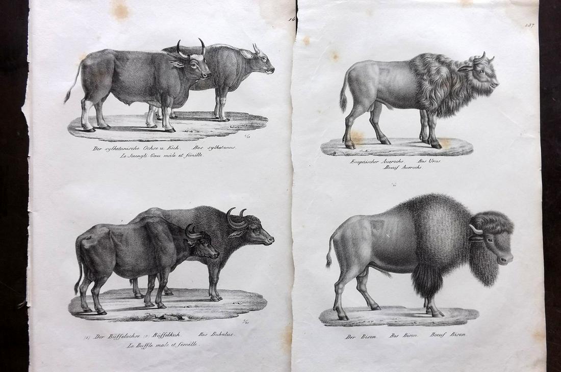 Schinz & Brodtmann 1827 Pair of Prints. Bison & Buffalo: Folio Lithographs Published Zurich 1827 for "Naturhistorische Abbildungen der Saeugethiere" by Heinrich Rudolph Schinz. Lithographed by Karl Joseph Brodtmann. Paper Size: 13 x 9.5 inch (33 x 24cm) Som