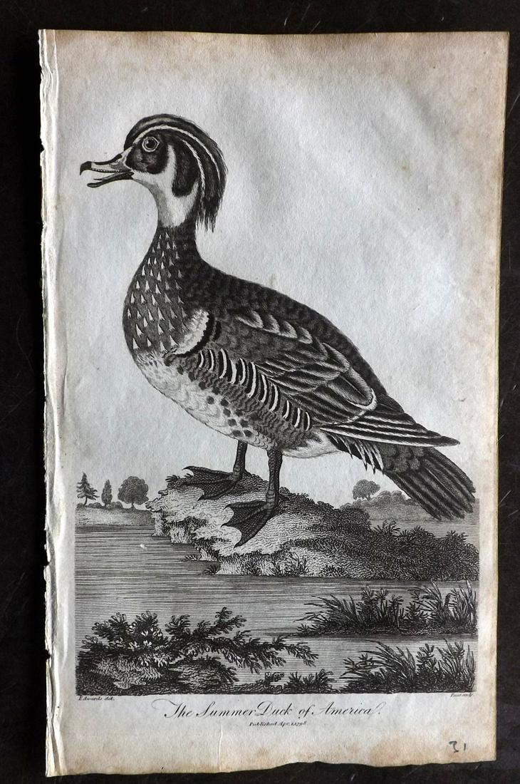 Linnaeus & George Edwards 1813 Bird Print. America Duck (1 of 2)