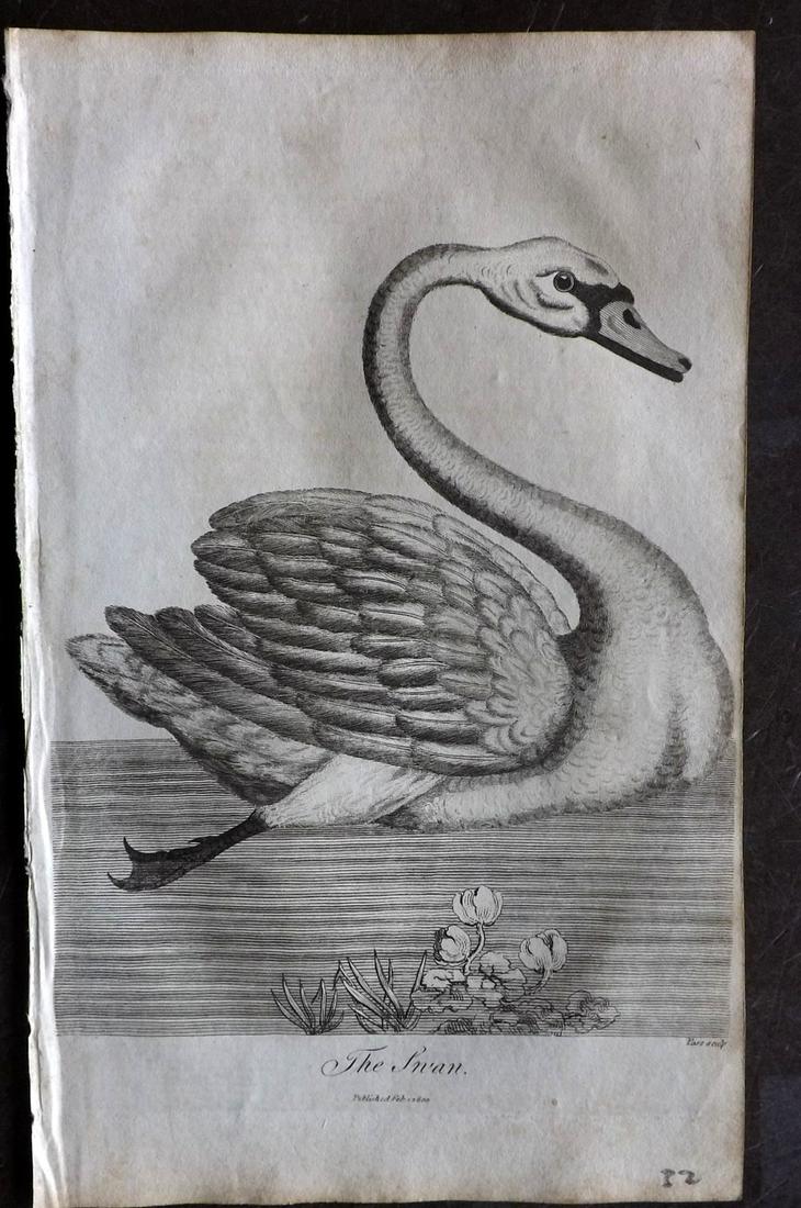 Linnaeus & George Edwards 1813 Bird Print. Swan (1 of 2)