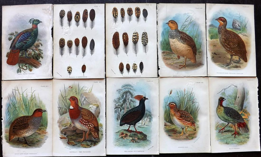 Lloyds's 1897 Lot 10 Game Bird Prints (Library Stamps) (1 of 2)