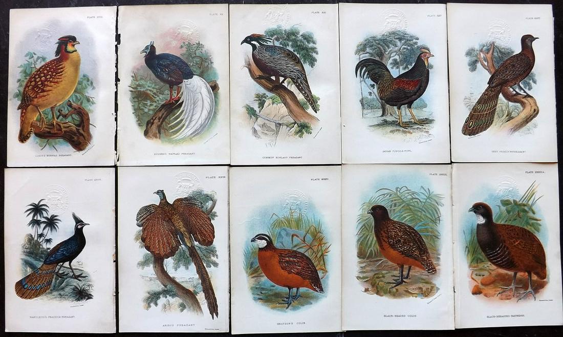 Lloyds's 1897 Lot 10 Game Bird Prints (Library Stamps) (1 of 2)