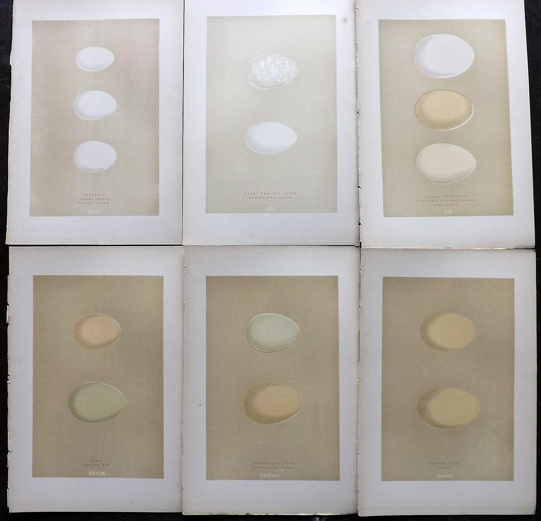 Morris, Francis 1896 Lot of 6 Antique Bird Egg Prints: Woodblocks Published 1896 by John C. Nimmo, London for "A Natural History of the Nests and Eggs of British Birds" By the Rev. Francis Orpen Morris, printed Benjamin Fawcett. Printed in colours and fin