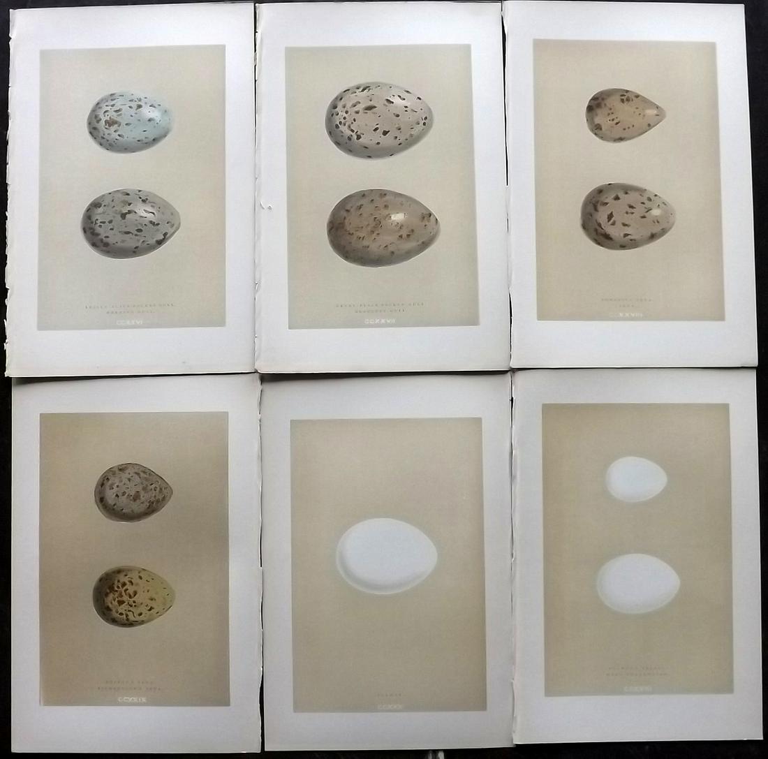 Morris, Francis 1896 Lot of 6 Antique Bird Egg Prints: Woodblocks Published 1896 by John C. Nimmo, London for "A Natural History of the Nests and Eggs of British Birds" By the Rev. Francis Orpen Morris, printed Benjamin Fawcett. Printed in colours and fin