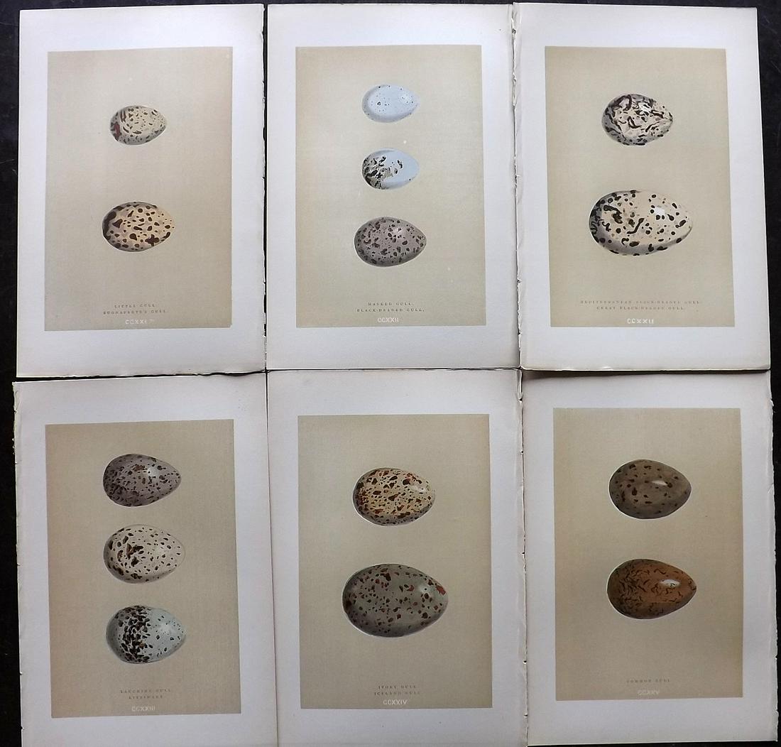 Morris, Francis 1896 Lot of 6 Antique Bird Egg Prints (1 of 2)