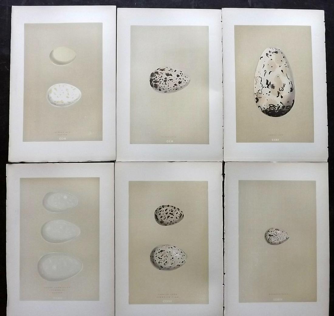 Morris, Francis 1896 Lot of 6 Antique Bird Egg Prints: Woodblocks Published 1896 by John C. Nimmo, London for "A Natural History of the Nests and Eggs of British Birds" By the Rev. Francis Orpen Morris, printed Benjamin Fawcett. Printed in colours and fin