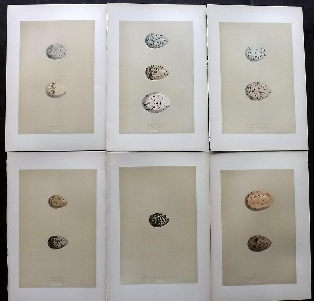 Morris, Francis 1896 Lot of 6 Antique Bird Egg Prints: Woodblocks Published 1896 by John C. Nimmo, London for "A Natural History of the Nests and Eggs of British Birds" By the Rev. Francis Orpen Morris, printed Benjamin Fawcett. Printed in colours and fin