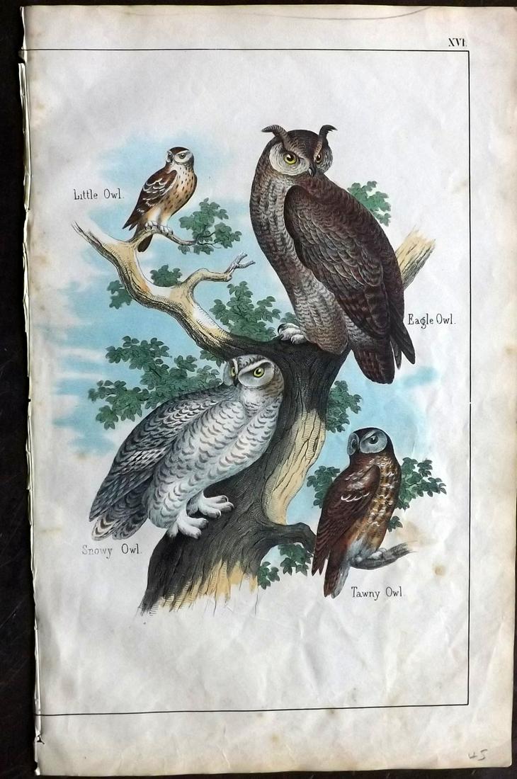 White, Adam 1862 Hand Col Bird Print. Owls (1 of 2)