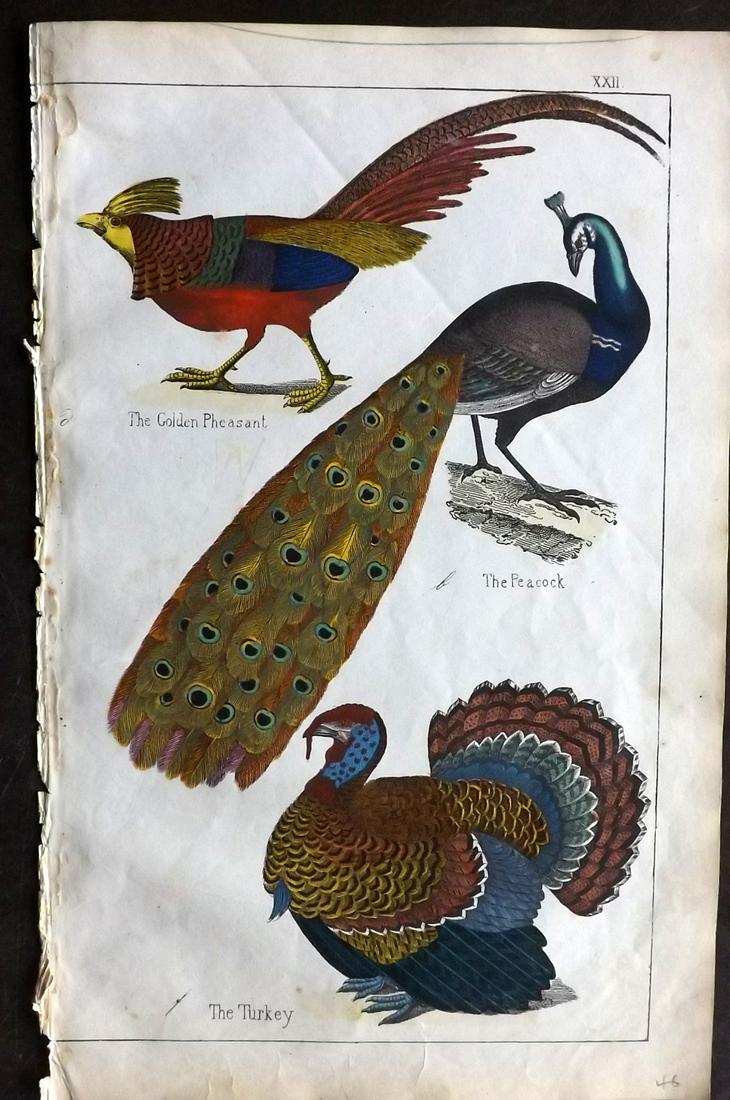 White, Adam 1862 HC Bird Print. Peacock Pheasant Turkey (1 of 2)